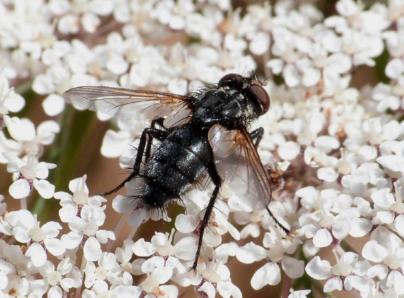 Mosca blu; Tachinidae?